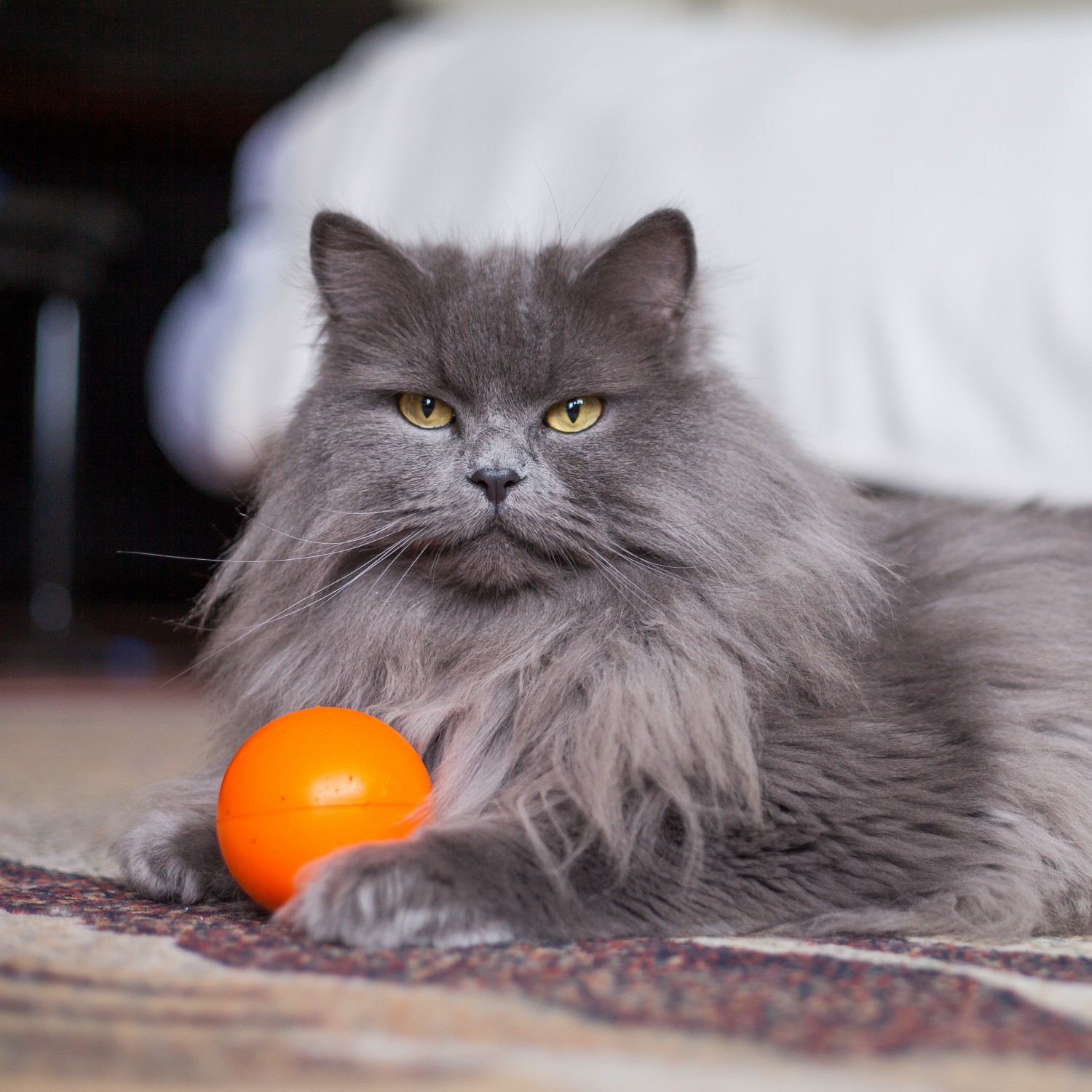 Grey Cat with Ball