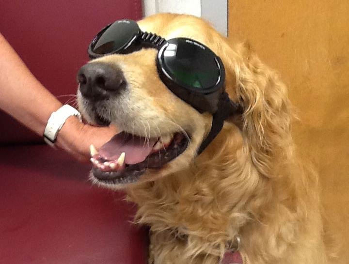 Laser Therapy for Dogs